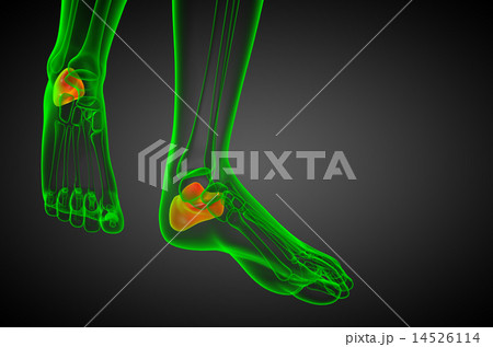 3d render medical illustration of the calcaneus 3d render medical illustration of the calcaneus 14526114