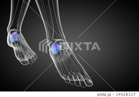 3d render medical illustration of the calcaneus  14526117