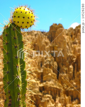 月の谷 月の谷 14526280