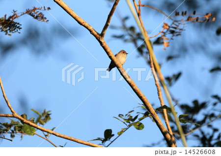 コサメビタキ 14526608