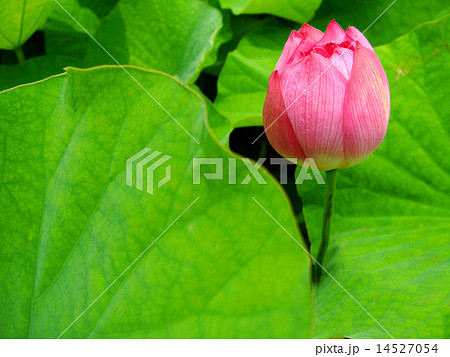 ハスの花 14527054