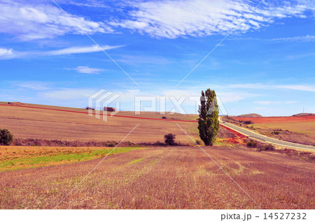 cornfield landscape in the province of Soria Spain 14527232