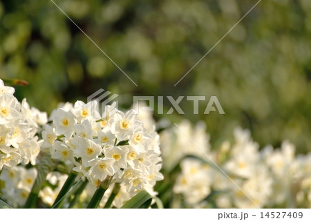 スイセン スイセン 14527409