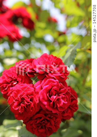 花　薔薇　赤色　 14527708