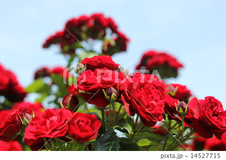 花　薔薇　バラ　赤色 14527715