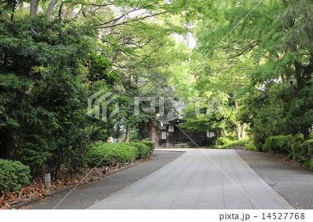 参道 緑 寺社 参道 緑 寺社 14527768