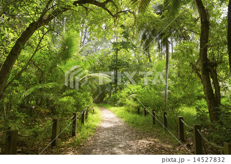 Walking path in green forest. Saychelles. Walking path in green forest. Saychelles. 14527832