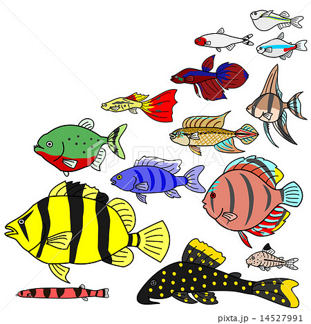 熱帯魚 淡水魚 種類のイラスト素材