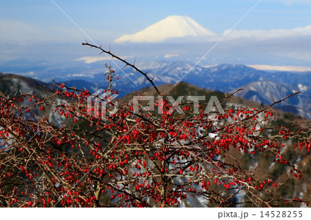 丹沢・鍋割山のノイバラの実と富士山 丹沢・鍋割山のノイバラの実と富士山 14528255