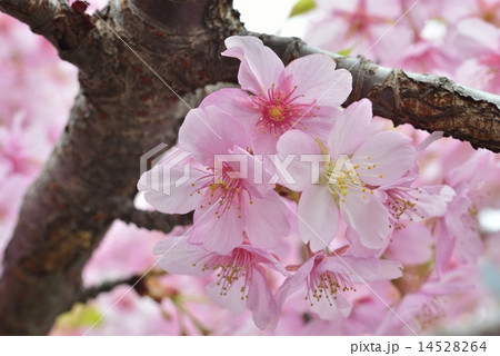 さくら さくら 14528264