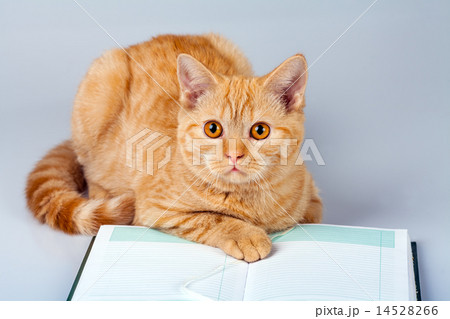 Cute red cat reading notebook Cute red cat reading notebook 14528266