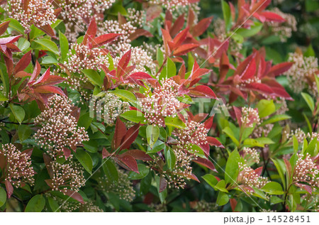 紅要黐(ベニカナメモチ) 紅要黐(ベニカナメモチ) 14528451