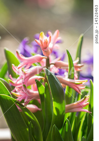 ヒアシンス ヒアシンス 14528463