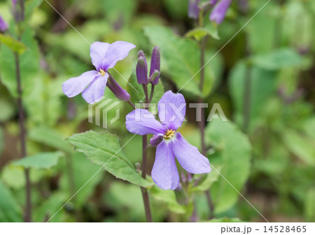 花大根 花大根 14528465