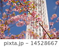 葉桜とスカイツリー 14528667
