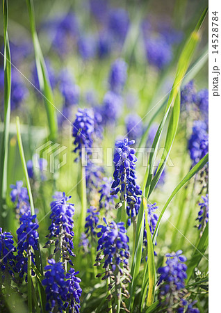 Muscari neglectum Muscari neglectum 14528784