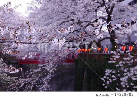 目黒川の桜と中の橋 14528785