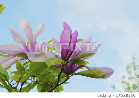 Magnolia flowers 14528850