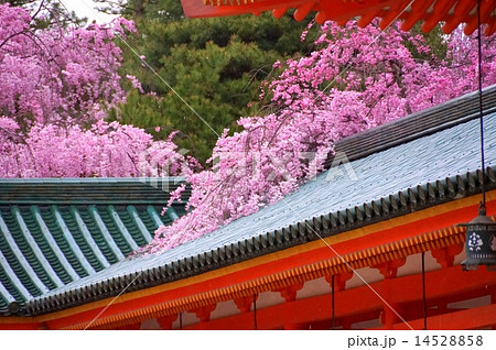 平安神宮の桜 14528858