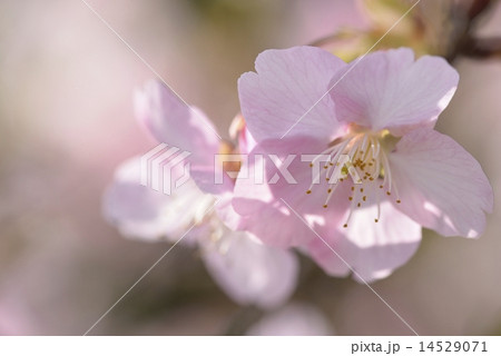 河津桜 14529071