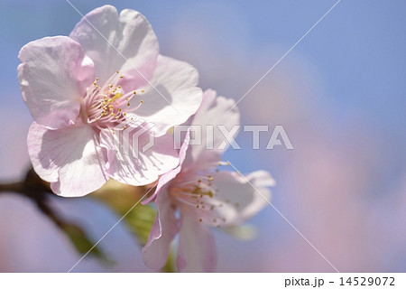 河津桜 14529072