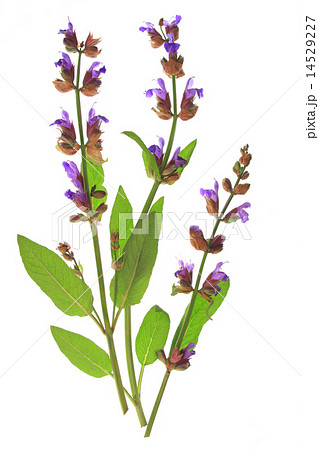 Sage (Salvia officinalis) 14529227