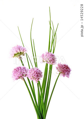 Chives (Allium schoenoprasum) 14529228