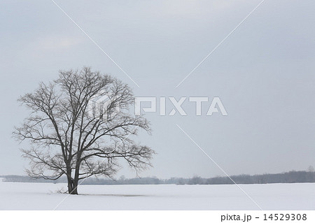 ハルニレ 14529308