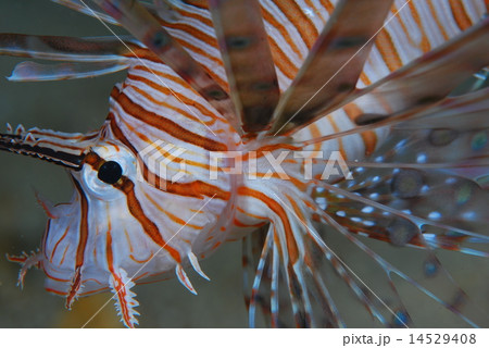 ミノカサゴ ミノカサゴ 14529408