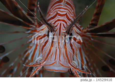 ミノカサゴ ミノカサゴ 14529410