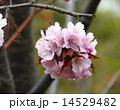 可愛い形の桜No.2 14529482