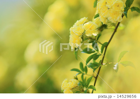 木香薔薇 木香薔薇 14529656