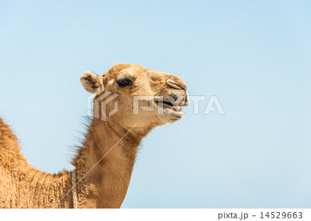 camel camel 14529663