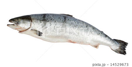 Atlantic Salmon Salmo 14529673