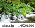 京極の湧き水 14529899
