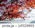 紅葉 14529903