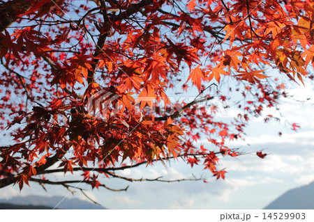 紅葉 14529903
