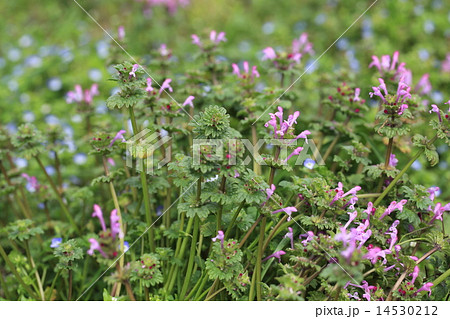 小さな紫色の草花 ホトケノザの写真素材