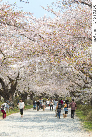 岩手 北上展勝地の桜 岩手 北上展勝地の桜 14530360