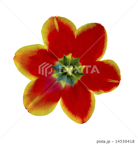 open tulip flower closeup 14530418