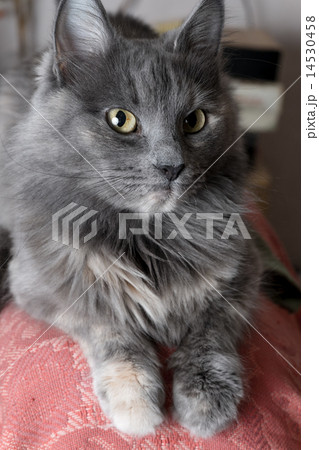Beautiful grey cat indoors 14530458