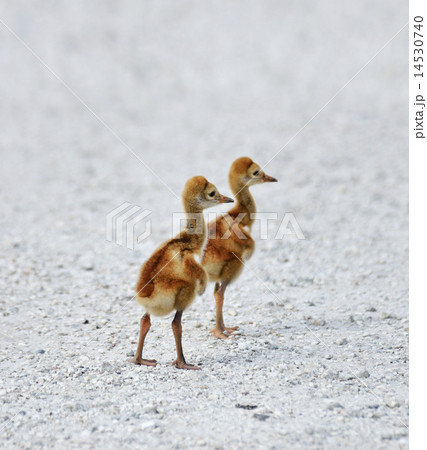Sandhill Crane Chicks Sandhill Crane Chicks 14530740