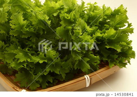 わさび菜　食材 14530841