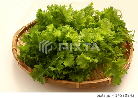 わさび菜　食材 14530842