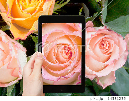 tourist photographs of fresh wet pink rose close up 14531236