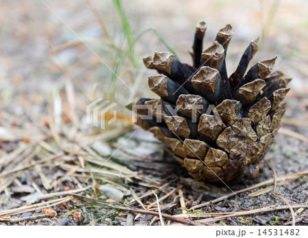 Pinecone Pinecone 14531482