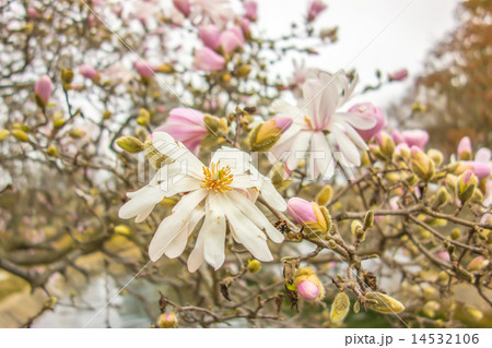 Blossoming of magnolia flowers in spring time 14532106