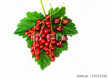 Currant and cherry Currant and cherry 14532392