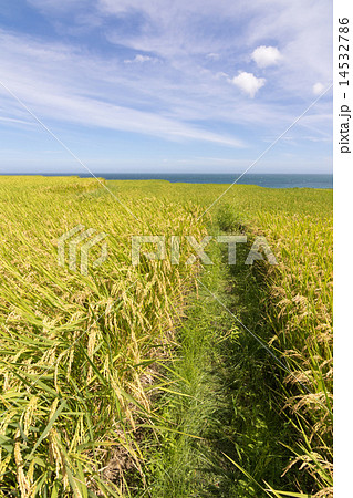 Paddy terrace farm 14532786
