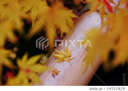 紅葉 14532829